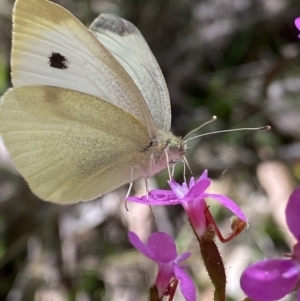 Pieris rapae at Kosciuszko National Park, NSW - 22 Jan 2022