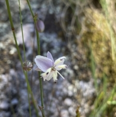 Arthropodium milleflorum (Vanilla Lily) at Kosciuszko National Park, NSW - 22 Jan 2022 by Ned_Johnston