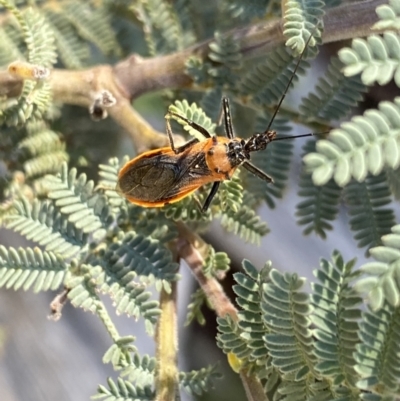 Gminatus australis (Orange assassin bug) at Jindabyne, NSW - 22 Jan 2022 by Ned_Johnston