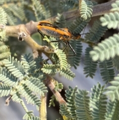 Gminatus australis at Jindabyne, NSW - 22 Jan 2022 11:33 AM