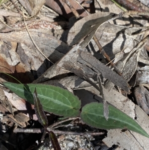 Clematis aristata at Jindabyne, NSW - 22 Jan 2022 11:22 AM