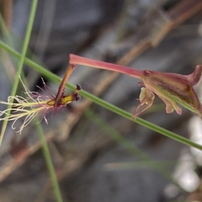 Thynninorchis huntianus (Common Elbow Orchid) at Kosciuszko National Park - 22 Jan 2022 by Ned_Johnston