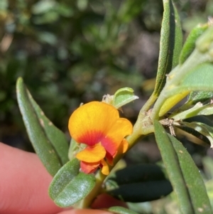 Podolobium alpestre at Kosciuszko National Park, NSW - 22 Jan 2022 11:12 AM