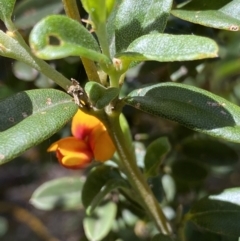 Podolobium alpestre at Kosciuszko National Park, NSW - 22 Jan 2022