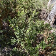 Podolobium alpestre at Kosciuszko National Park, NSW - 22 Jan 2022