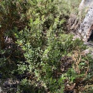 Podolobium alpestre at Kosciuszko National Park, NSW - 22 Jan 2022