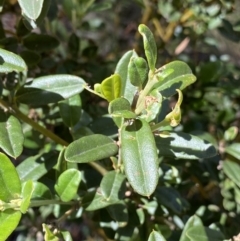 Podolobium alpestre at Kosciuszko National Park, NSW - 22 Jan 2022 11:12 AM