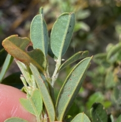 Podolobium alpestre at Kosciuszko National Park, NSW - 22 Jan 2022