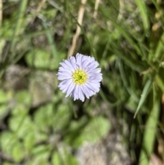 Lagenophora stipitata (Common Lagenophora) at Jindabyne, NSW - 22 Jan 2022 by Ned_Johnston