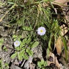 Lagenophora stipitata at Jindabyne, NSW - 22 Jan 2022