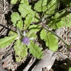 Lagenophora stipitata at Jindabyne, NSW - 22 Jan 2022