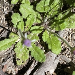 Lagenophora stipitata at Jindabyne, NSW - 22 Jan 2022 11:05 AM