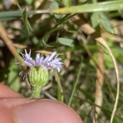 Lagenophora stipitata at Jindabyne, NSW - 22 Jan 2022