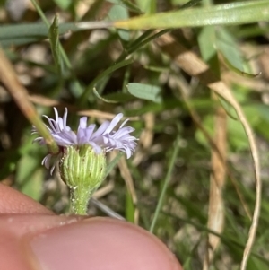 Lagenophora stipitata at Jindabyne, NSW - 22 Jan 2022 11:05 AM