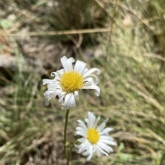 Brachyscome aculeata (Hill Daisy) at Jindabyne, NSW - 22 Jan 2022 by NedJohnston