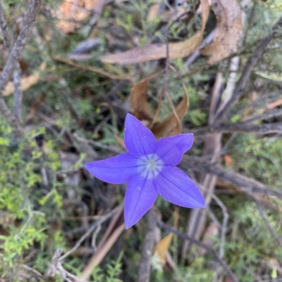 Wahlenbergia gloriosa (Royal Bluebell) at Jindabyne, NSW - 22 Jan 2022 by NedJohnston