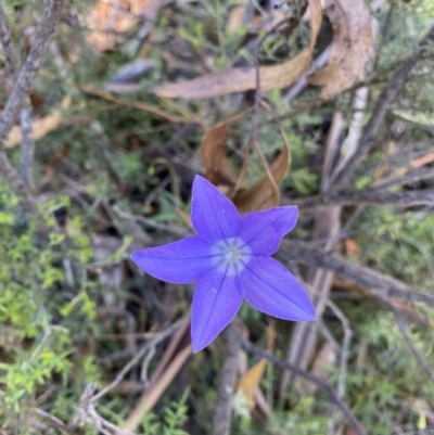 Wahlenbergia gloriosa (Royal Bluebell) at Jindabyne, NSW - 21 Jan 2022 by Ned_Johnston