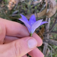 Wahlenbergia gloriosa at Jindabyne, NSW - 22 Jan 2022 10:35 AM