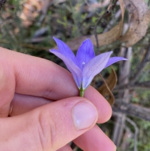 Wahlenbergia gloriosa at Jindabyne, NSW - 22 Jan 2022 10:35 AM