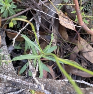 Wahlenbergia gloriosa at Jindabyne, NSW - 22 Jan 2022