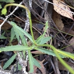 Wahlenbergia gloriosa at Jindabyne, NSW - 22 Jan 2022