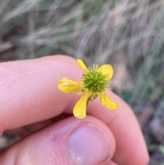 Ranunculus scapiger at Jindabyne, NSW - 22 Jan 2022 by NedJohnston