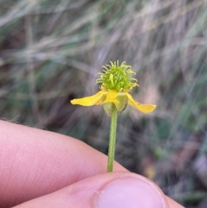 Ranunculus scapiger at Jindabyne, NSW - 22 Jan 2022 10:31 AM