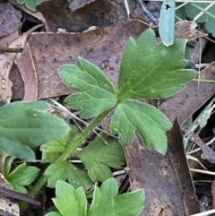 Ranunculus scapiger at Jindabyne, NSW - 22 Jan 2022 10:31 AM