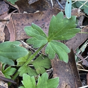 Ranunculus scapiger at Jindabyne, NSW - 22 Jan 2022 10:31 AM