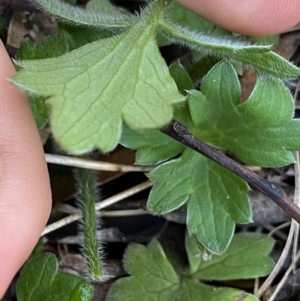 Ranunculus scapiger at Jindabyne, NSW - 22 Jan 2022 10:31 AM