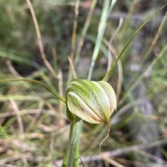 Diplodium sp. (A Greenhood) at Jindabyne, NSW - 22 Jan 2022 by NedJohnston