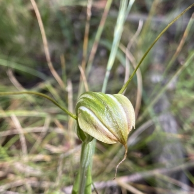 Diplodium sp. (A Greenhood) at Jindabyne, NSW - 22 Jan 2022 by NedJohnston