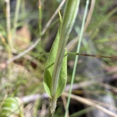 Diplodium sp. at Jindabyne, NSW - suppressed