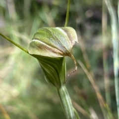 Diplodium sp. at Jindabyne, NSW - 22 Jan 2022