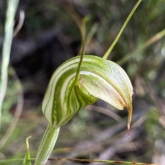 Diplodium sp. at Jindabyne, NSW - suppressed