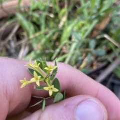 Pimelea curviflora var. acuta at Jindabyne, NSW - 22 Jan 2022 by NedJohnston