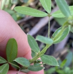 Pimelea curviflora var. acuta at Jindabyne, NSW - 22 Jan 2022