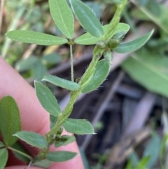 Pimelea curviflora var. acuta at Jindabyne, NSW - 22 Jan 2022