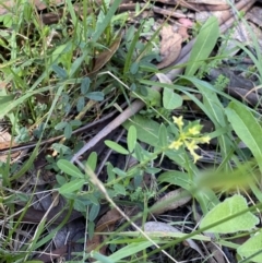 Pimelea curviflora var. acuta at Jindabyne, NSW - 22 Jan 2022