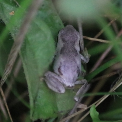 Litoria quiritatus (Screaming Tree Frog) at Greenwich Park, NSW - 7 Feb 2022 by Rixon