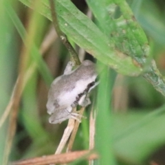 Litoria quiritatus at Greenwich Park, NSW - 7 Feb 2022