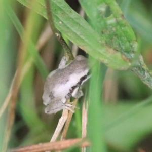 Litoria quiritatus at Greenwich Park, NSW - 7 Feb 2022