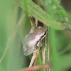 Litoria quiritatus at Greenwich Park, NSW - 7 Feb 2022