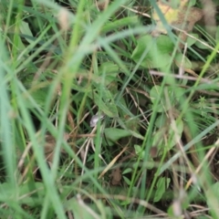 Litoria quiritatus at Greenwich Park, NSW - 7 Feb 2022