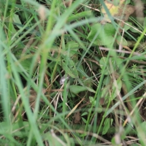 Litoria quiritatus at Greenwich Park, NSW - 7 Feb 2022