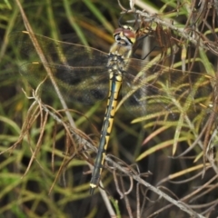 Hemicordulia tau (Tau Emerald) at Namadgi National Park - 7 Feb 2022 by JohnBundock