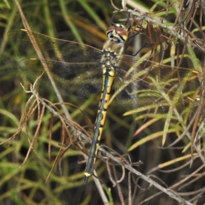 Hemicordulia tau (Tau Emerald) at Tennent, ACT - 7 Feb 2022 by JohnBundock