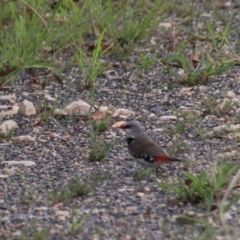Stagonopleura guttata (Diamond Firetail) at Towrang, NSW - 7 Feb 2022 by Rixon