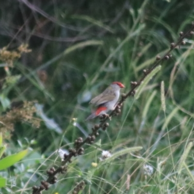 Neochmia temporalis (Red-browed Finch) at Towrang, NSW - 7 Feb 2022 by Rixon