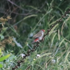 Neochmia temporalis (Red-browed Finch) at Towrang, NSW - 7 Feb 2022 by Rixon